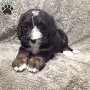 Axe, Bernedoodle Puppy